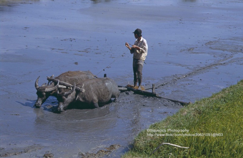 Phan Rang va Nha Trang nam 1993 cuc tho mong qua ong kinh khach Duc-Hinh-5