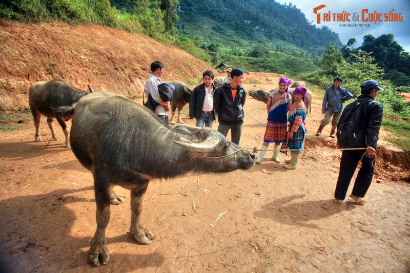 Ve dep cua cung duong Muong Khuong - Bac Ha-Hinh-11