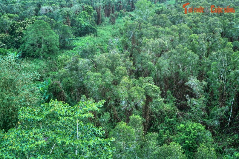 Lac loi o khu rung dam lay than bun co mot khong hai o Viet Nam-Hinh-3