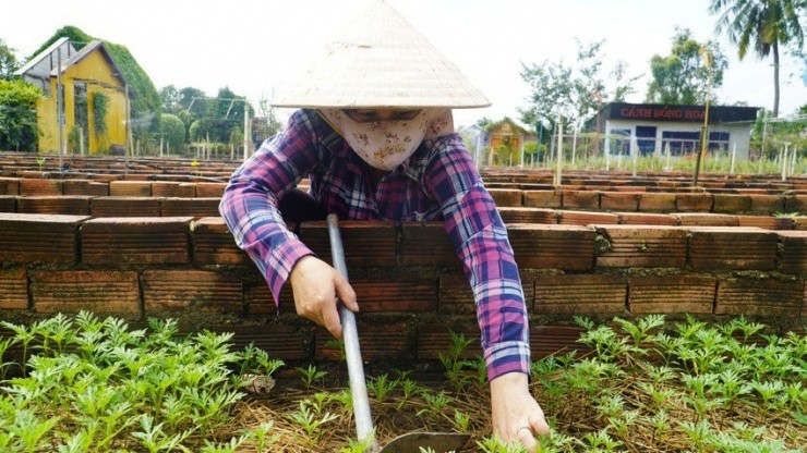 Nong dan phap phong lo e mua hoa Tet 2024