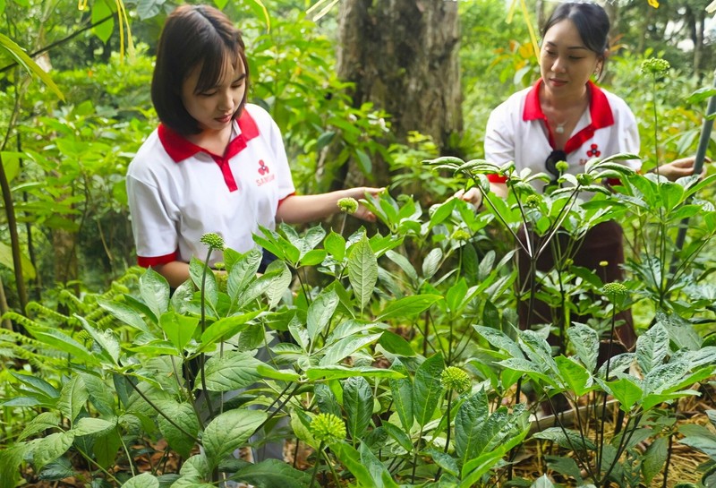 Dieu it biet ve duoc lieu quy cua Viet Nam ca the gioi san lung-Hinh-10