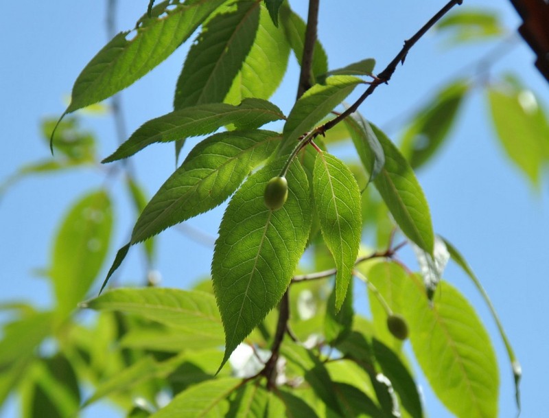 Chum anh cay Anh dao Tay Tang noi tieng-Hinh-4