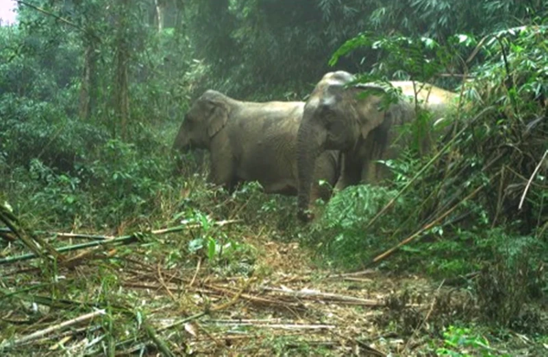 Can canh cac dong vat quy hiem o Vuon Quoc gia Vu Quang-Hinh-4