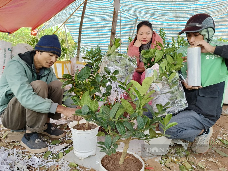 Bonsai phat thu khan hang, gia hang chuc trieu dong-Hinh-2