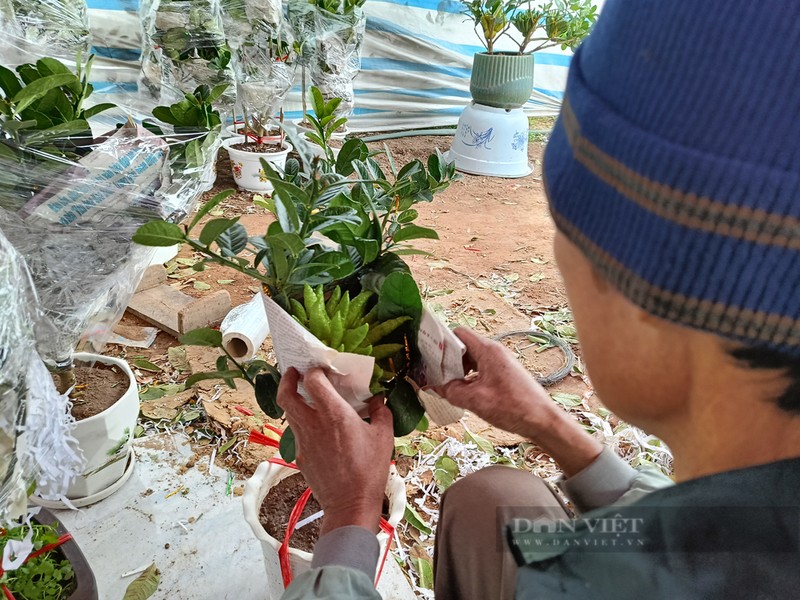 Bonsai phat thu khan hang, gia hang chuc trieu dong-Hinh-5