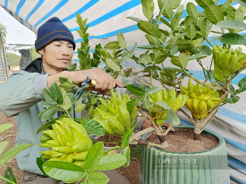 Bonsai phat thu khan hang, gia hang chuc trieu dong