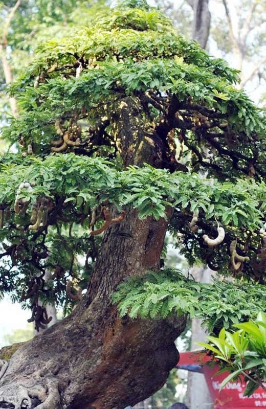 Bonsai co thu tien ty danh cho dai gia choi Tet-Hinh-10