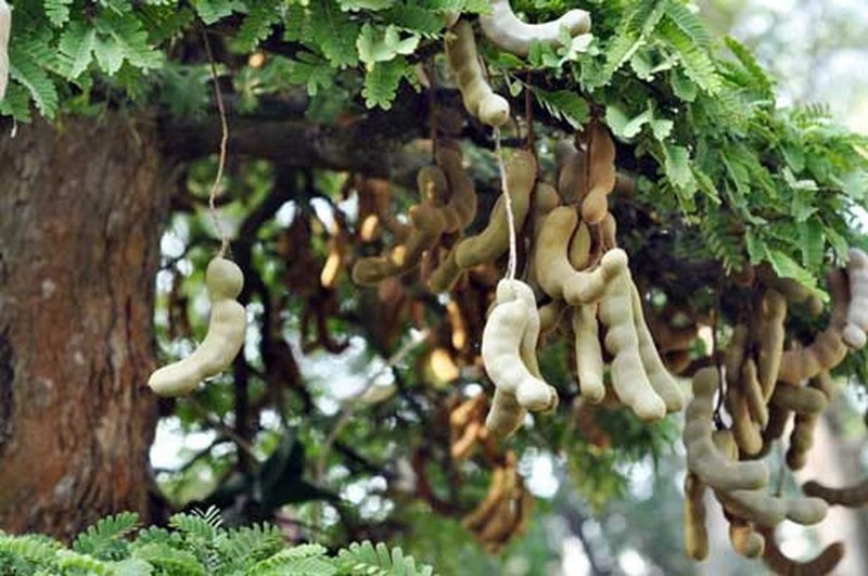 Bonsai co thu tien ty danh cho dai gia choi Tet-Hinh-11