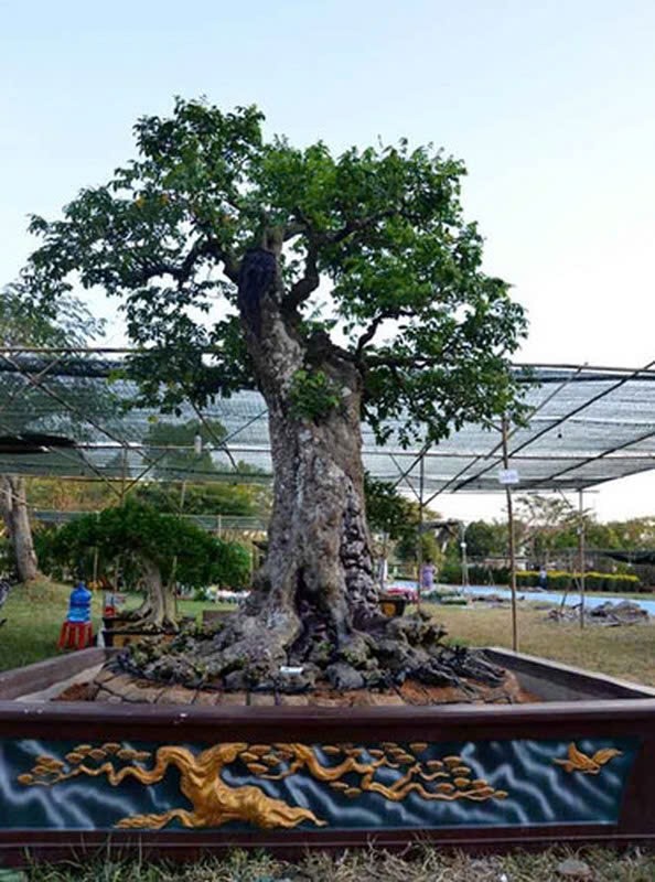 Bonsai co thu tien ty danh cho dai gia choi Tet-Hinh-13