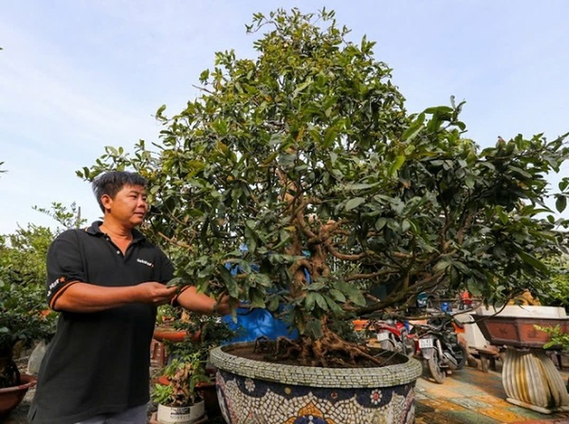 Bonsai co thu tien ty danh cho dai gia choi Tet-Hinh-15