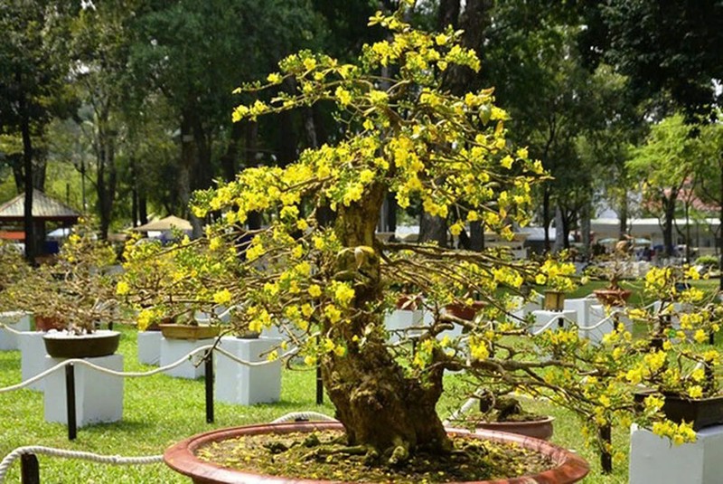 Bonsai co thu tien ty danh cho dai gia choi Tet-Hinh-18