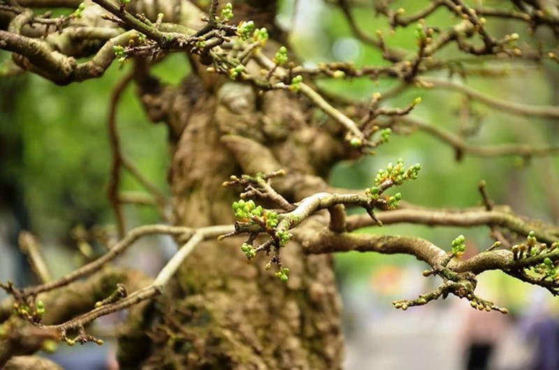 Bonsai co thu tien ty danh cho dai gia choi Tet-Hinh-19