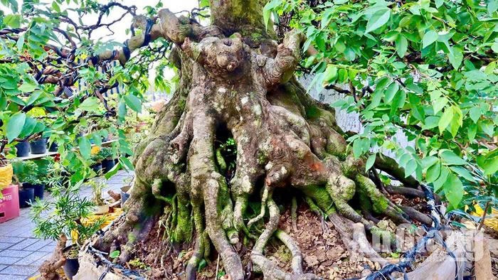 Bonsai co thu tien ty danh cho dai gia choi Tet-Hinh-21