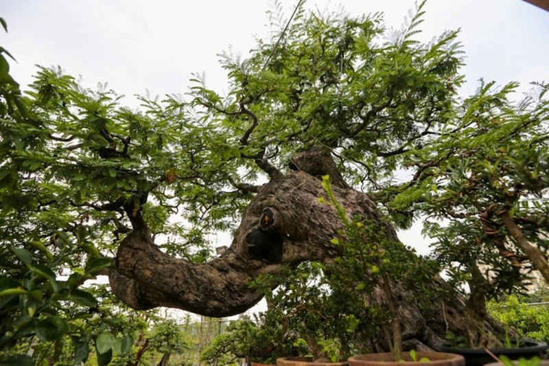 Bonsai co thu tien ty danh cho dai gia choi Tet-Hinh-3