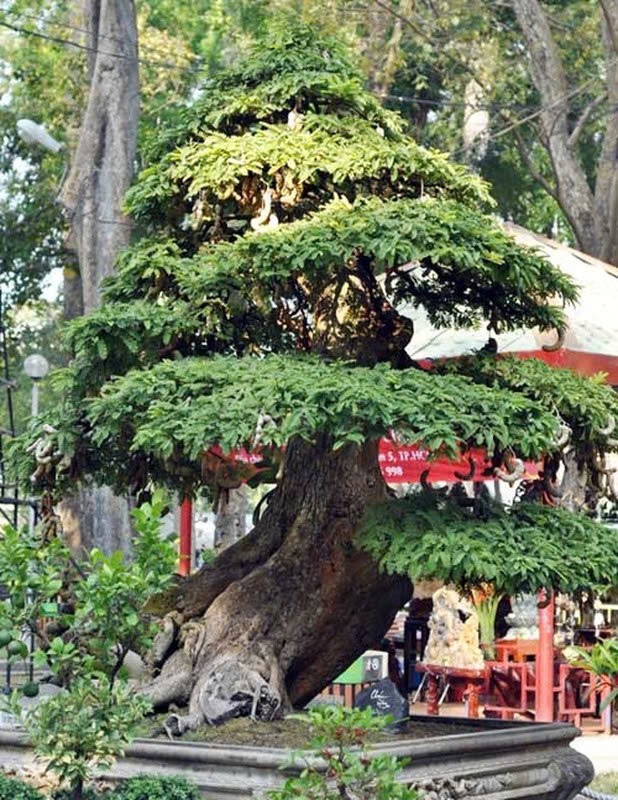 Bonsai co thu tien ty danh cho dai gia choi Tet-Hinh-9