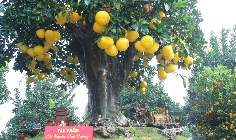 Bonsai co thu tien ty danh cho dai gia choi Tet