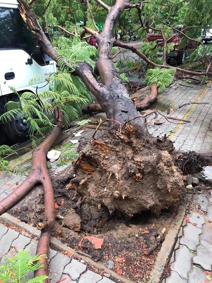 Cay phuong bat goc de xe tai o Sai Gon, nhieu nguoi thoat chet