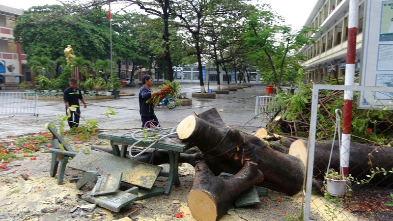 Cay phuong cao 10m bat goc trung 3 hoc sinh o Dong Nai