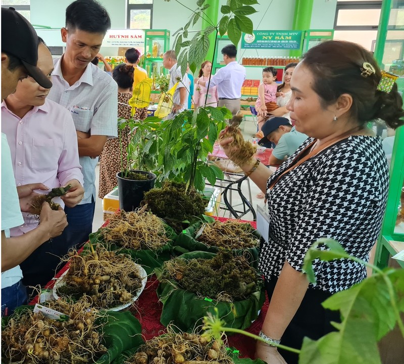 Xuat hien cay sam “khung” 20 nam tuoi gia gan ty dong tai le hoi sam Ngoc Linh Quang Nam-Hinh-3