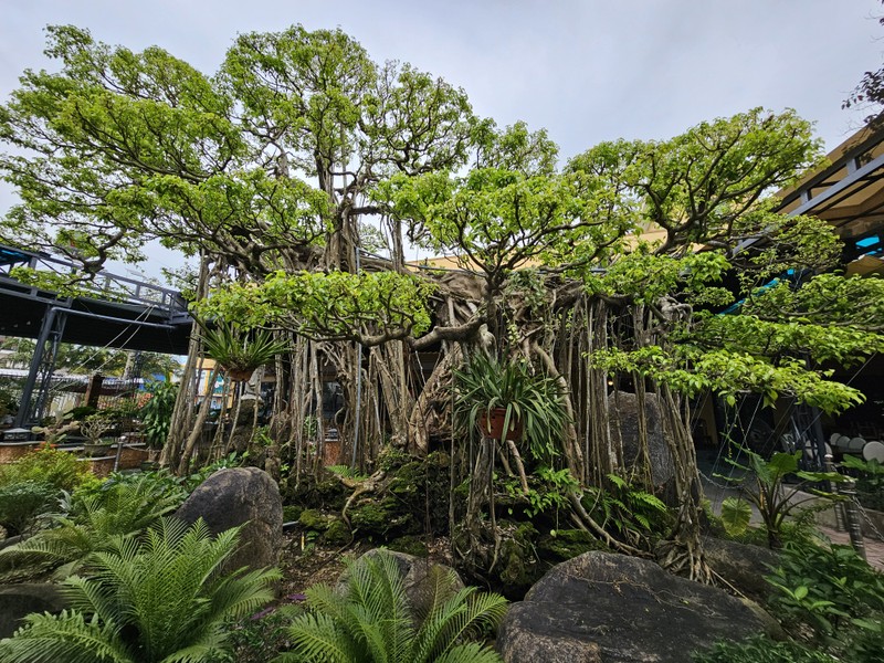 Tuyet pham bonsai “con rong Chau A” dai gia chi tien ty cung khong mua duoc-Hinh-11