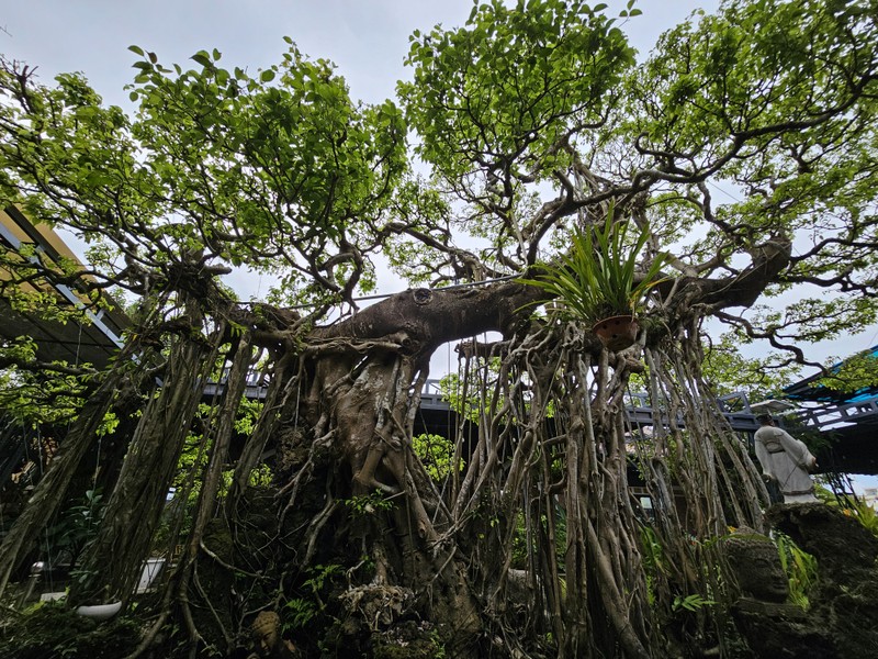 Tuyet pham bonsai “con rong Chau A” dai gia chi tien ty cung khong mua duoc-Hinh-3