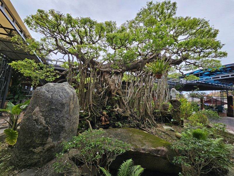 Tuyet pham bonsai “con rong Chau A” dai gia chi tien ty cung khong mua duoc-Hinh-5