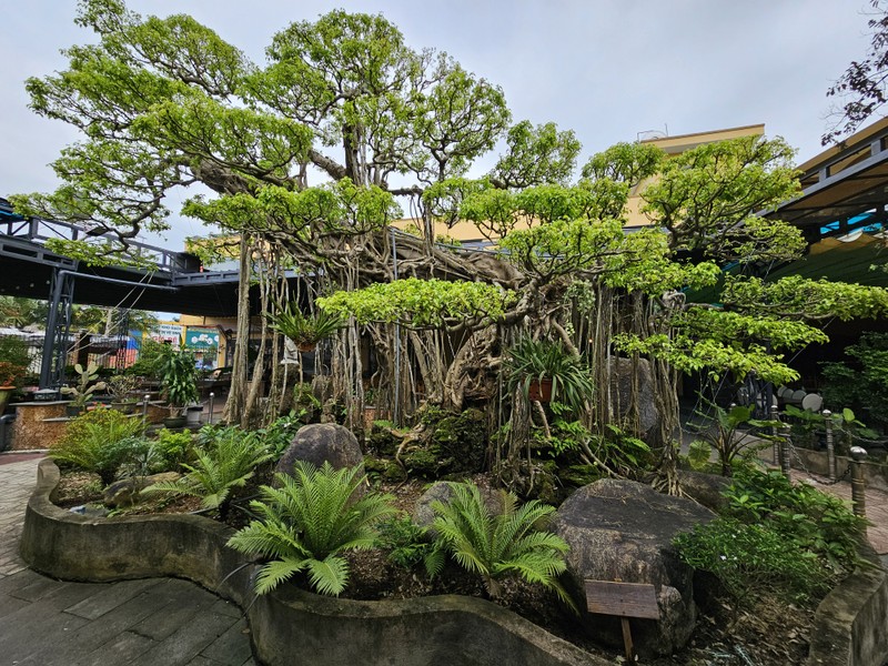 Tuyet pham bonsai “con rong Chau A” dai gia chi tien ty cung khong mua duoc