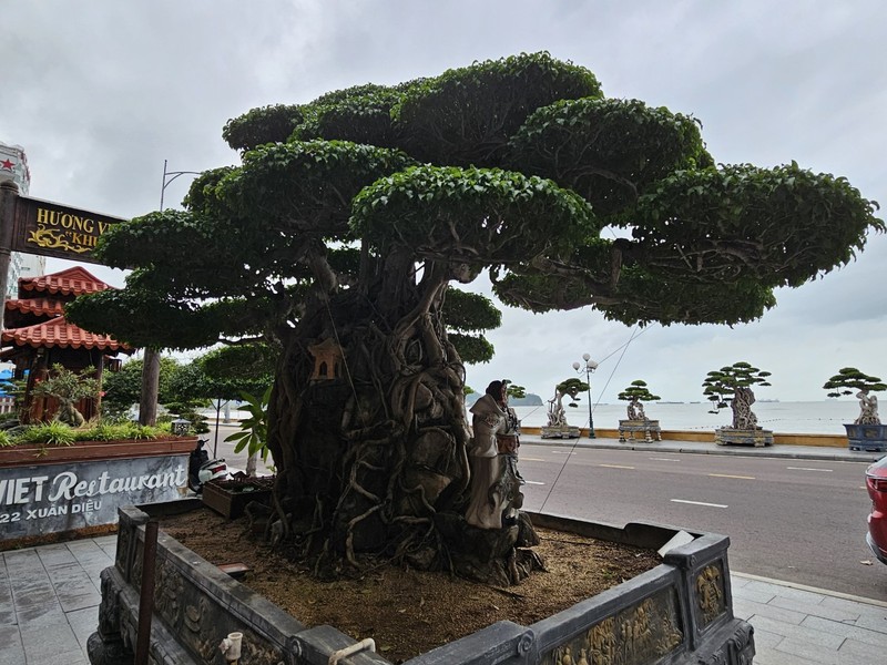 Dan choi cay canh tram tro sanh co, duoi co tram tuoi-Hinh-6