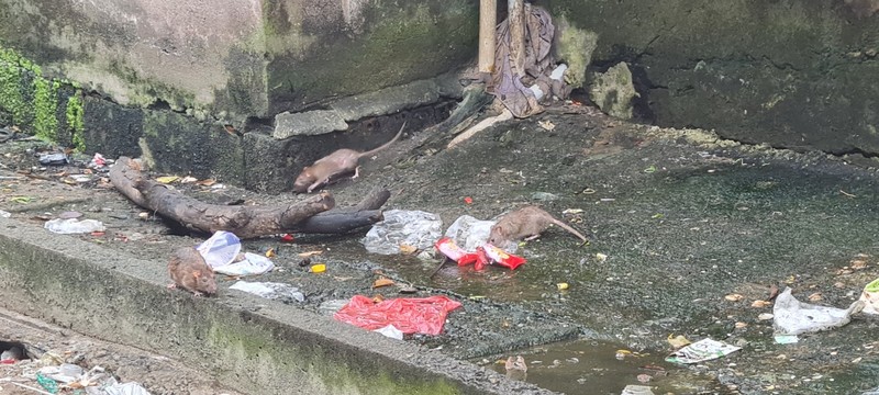 Da Nang thong nhat thuc hien di doi, giai toa 3 khu chung cu-Hinh-12