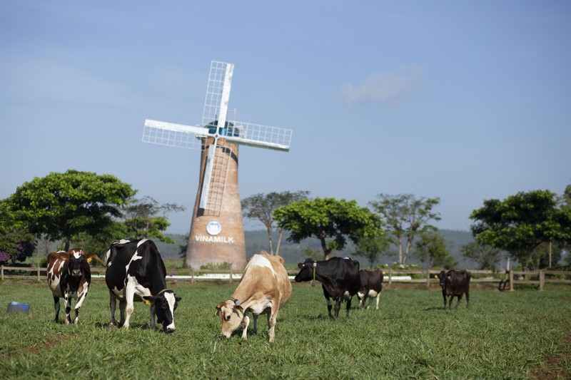 Vinamilk tiep tuc la thuong hieu duoc mua nhieu nhat o ca thanh thi va nong thon-Hinh-5