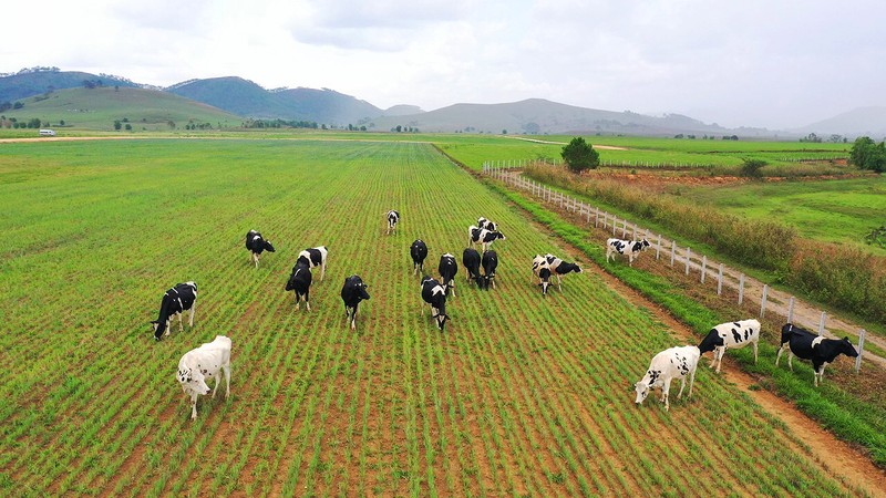 To hop trang trai tai Lao cua Vinamilk day nhanh tien do hoan thanh giai doan 1-Hinh-5