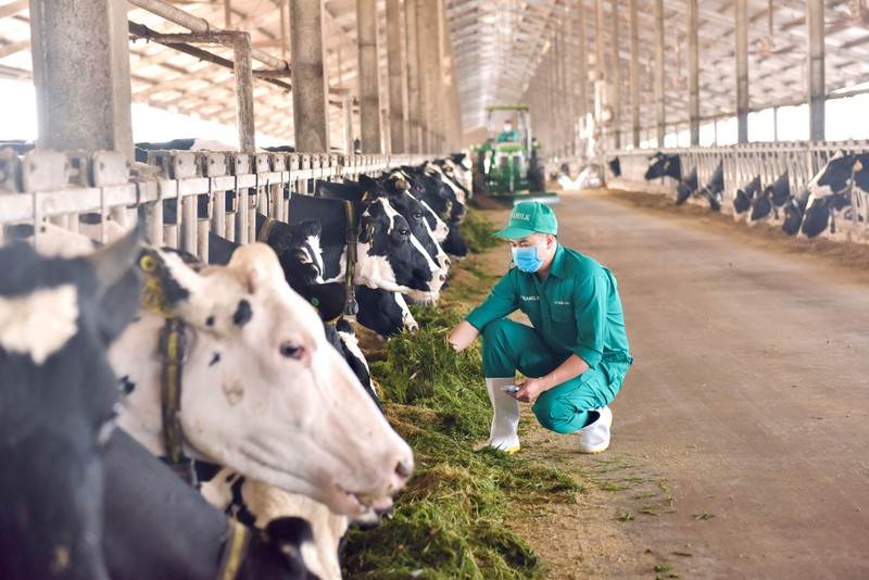 Mo hinh phat trien ben vung “Vinamilk Green Farm” duoc chia se tai hoi nghi sua toan cau-Hinh-6