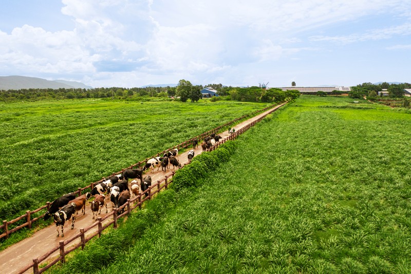 He sinh thai “Net Zero” da vuot ra ngoai nhung trang trai xanh cua Vinamilk