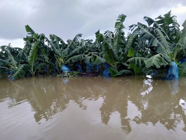 Hien tuong bat thuong, 1.500 ha trai cay cua bau Duc tai Lao bi ngap lut-Hinh-5