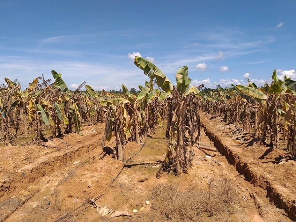 Hien tuong bat thuong, 1.500 ha trai cay cua bau Duc tai Lao bi ngap lut-Hinh-6