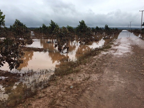 Hien tuong bat thuong, 1.500 ha trai cay cua bau Duc tai Lao bi ngap lut-Hinh-8