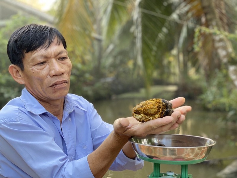 Chuyen la: Chi hang tram trieu cung kho mua duoc soi mat trau bo benh ve lam thuoc