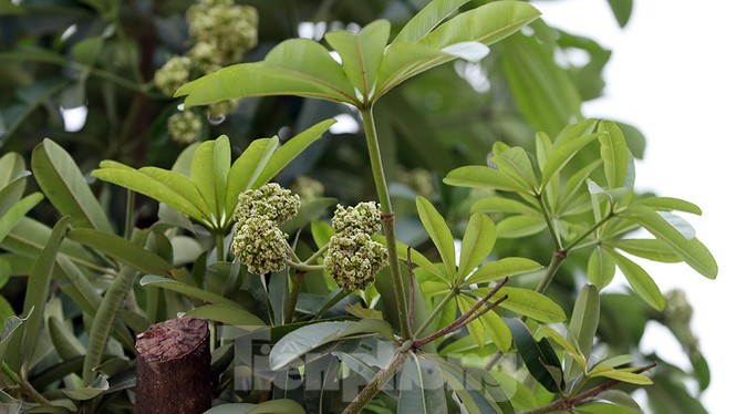 Ngam loc non hang hoa sua chuyen tu Ha Noi len bai rac Nam Son-Hinh-10