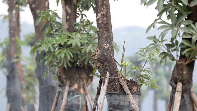 Ngam loc non hang hoa sua chuyen tu Ha Noi len bai rac Nam Son-Hinh-6