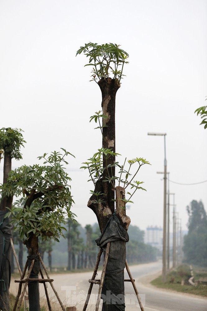 Ngam loc non hang hoa sua chuyen tu Ha Noi len bai rac Nam Son-Hinh-8