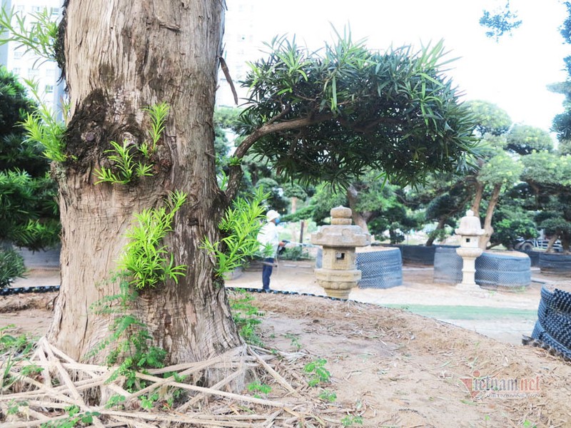 Vuon tung Nhat hang tram ty cua dai gia giua khu nha giau Sai Gon-Hinh-10