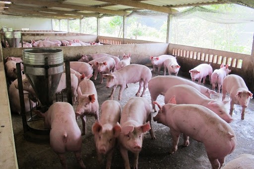 Gia heo hoi hom nay 9/4: Mien Bac tang nguoc tro lai len nguong 82.000 dong/kg