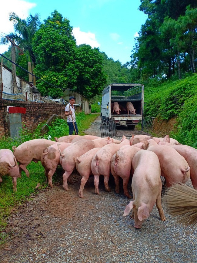 Dat 93.000 dong/kg, Ninh Binh va Thai Binh la hai tinh co gia heo hoi cao nhat trong khu vuc.-Hinh-2