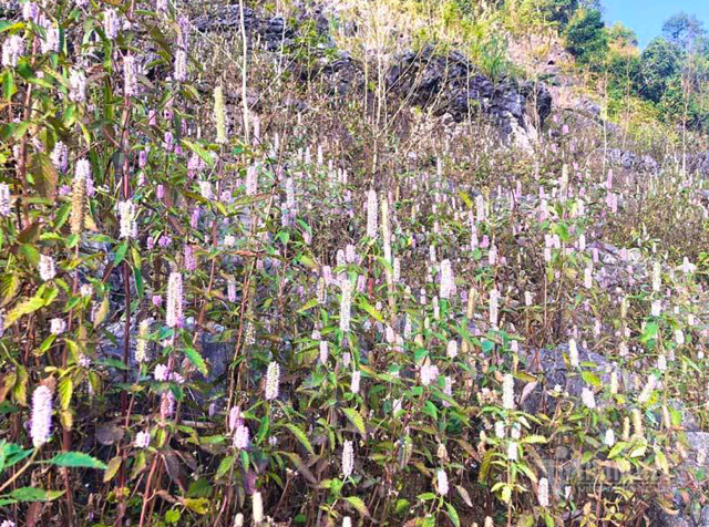 Dac san cao nguyen da: Mat ong bac ha xin, tien trieu van kho mua-Hinh-2