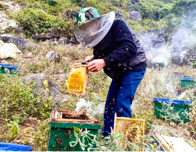 Dac san cao nguyen da: Mat ong bac ha xin, tien trieu van kho mua-Hinh-9