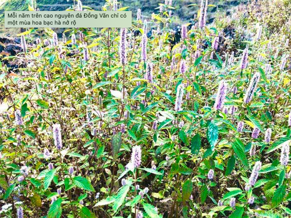 Dac san cao nguyen da: Mat ong bac ha xin, tien trieu van kho mua