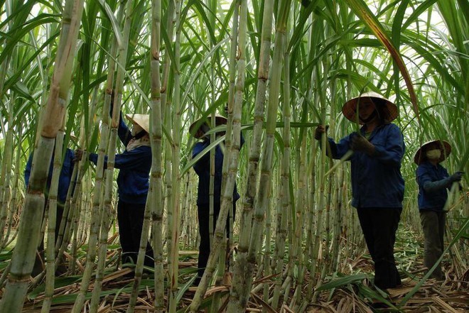 Ban 2,3 trieu co phieu quy khi thi gia eo uot, Mia duong Lam Son kho cang them kho?