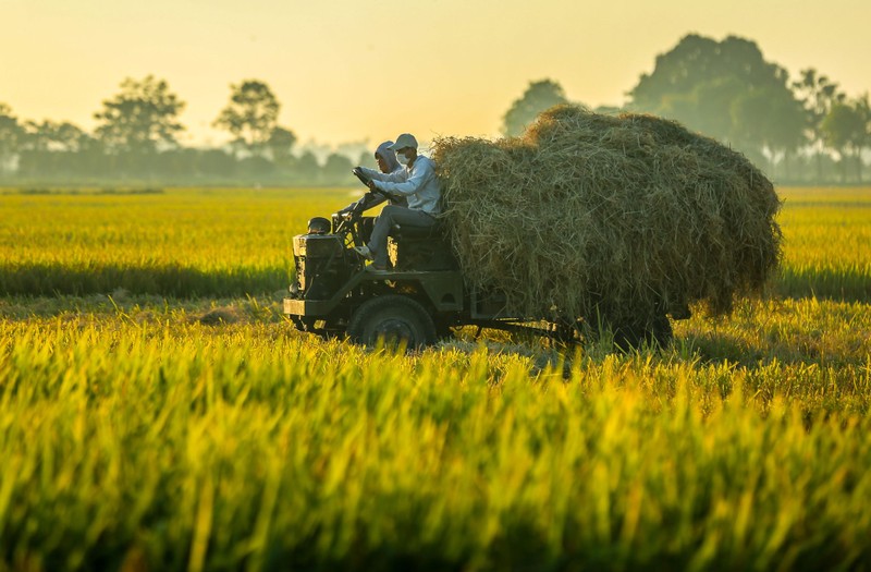 Tien si Can Van Luc: Nam 2022 Viet Nam co nhieu tiem nang de phat trien-Hinh-2