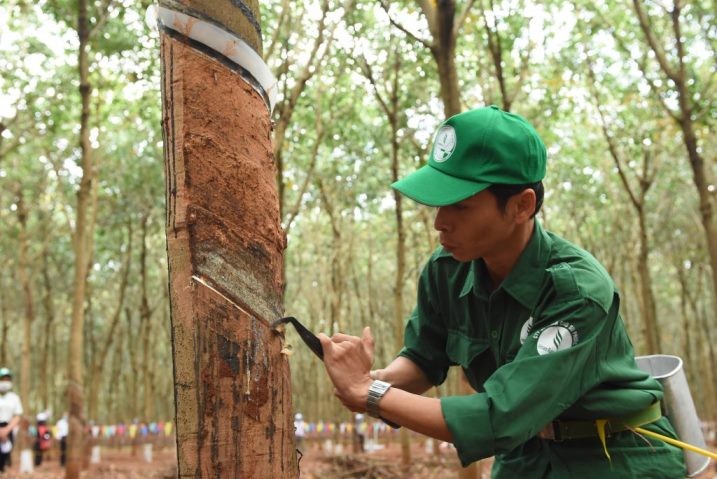 Quy 2 bao lai lon, 6 thang Cao su Phuoc Hoa van di ngang