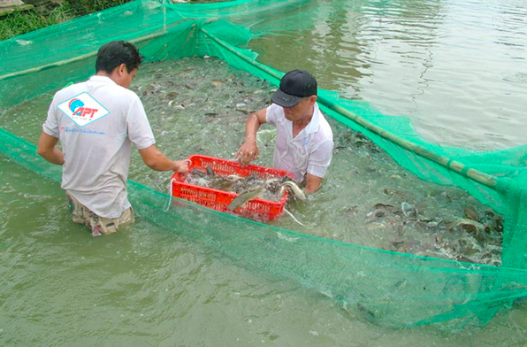 Sacombank rao ban khoan no 5.833 luong vang cua Thuy hai san Sai Gon